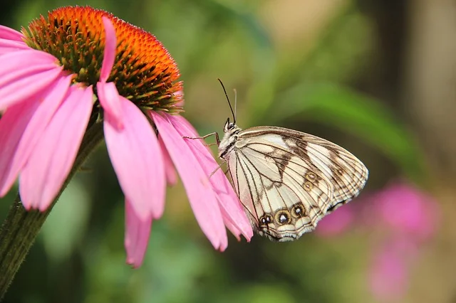 You are currently viewing Echinacea – o plantă miracol!