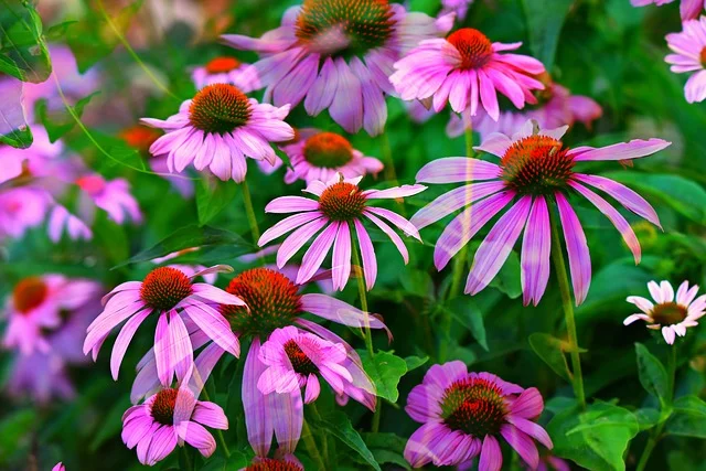 echinacea beneficii | Rovitality