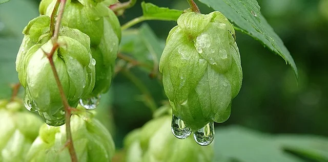 You are currently viewing Hop în trenul sănătății cu Humulus lupulus *hameiul*