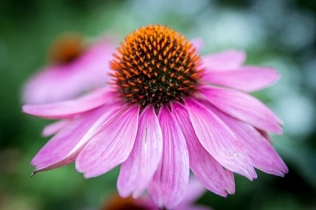 echinacea beneficii | Rovitality